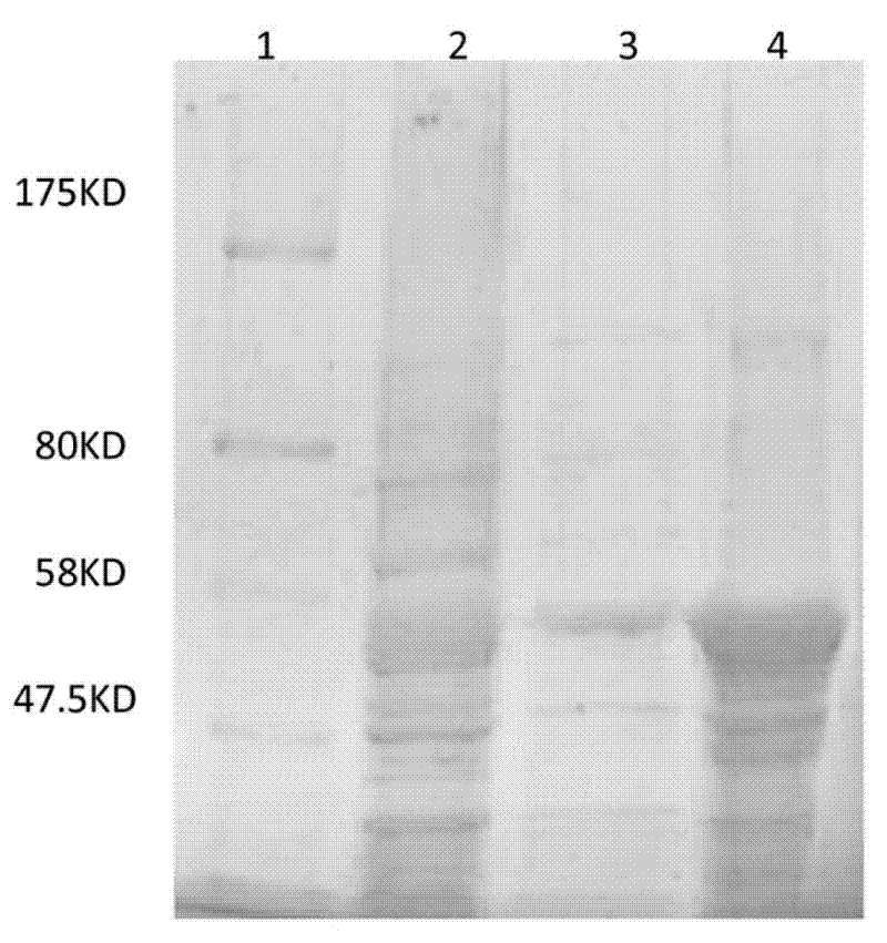 Application of siniperca chuatsi ISKNV (Infectious Spleen and Kidney Necrosis Virus) ORF093 protein