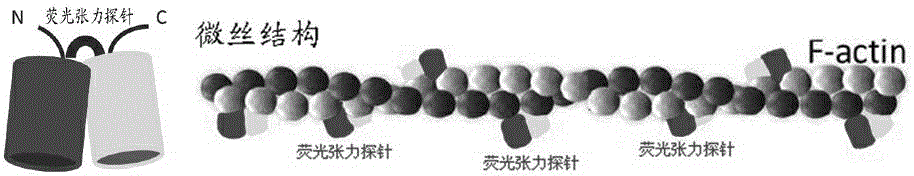 Preparation and application of real-time living cell structural mechanics fluorescent detection probe real-time living cell structural mechanics detection method and application of the method