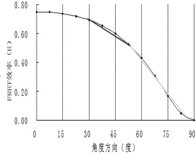 Preparation and application of real-time living cell structural mechanics fluorescent detection probe real-time living cell structural mechanics detection method and application of the method