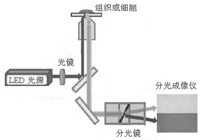 Preparation and application of real-time living cell structural mechanics fluorescent detection probe real-time living cell structural mechanics detection method and application of the method