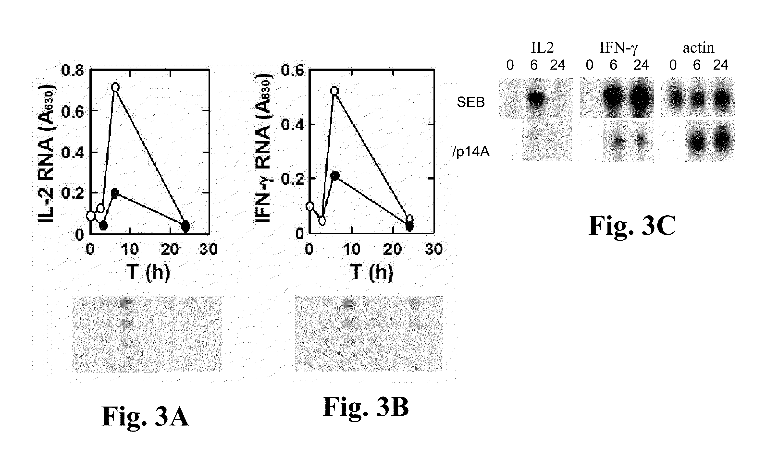 Broad-spectrum in-vivo effective superantigen toxin antagonists based on the interaction between cd28 and the superantigen and uses thereof