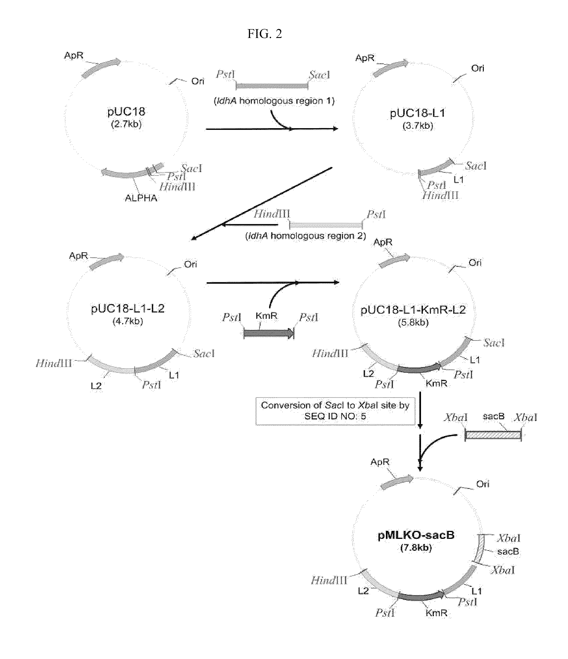 Engineered microorganism producing homo-succinic acid and method for preparing succinic acid using the same