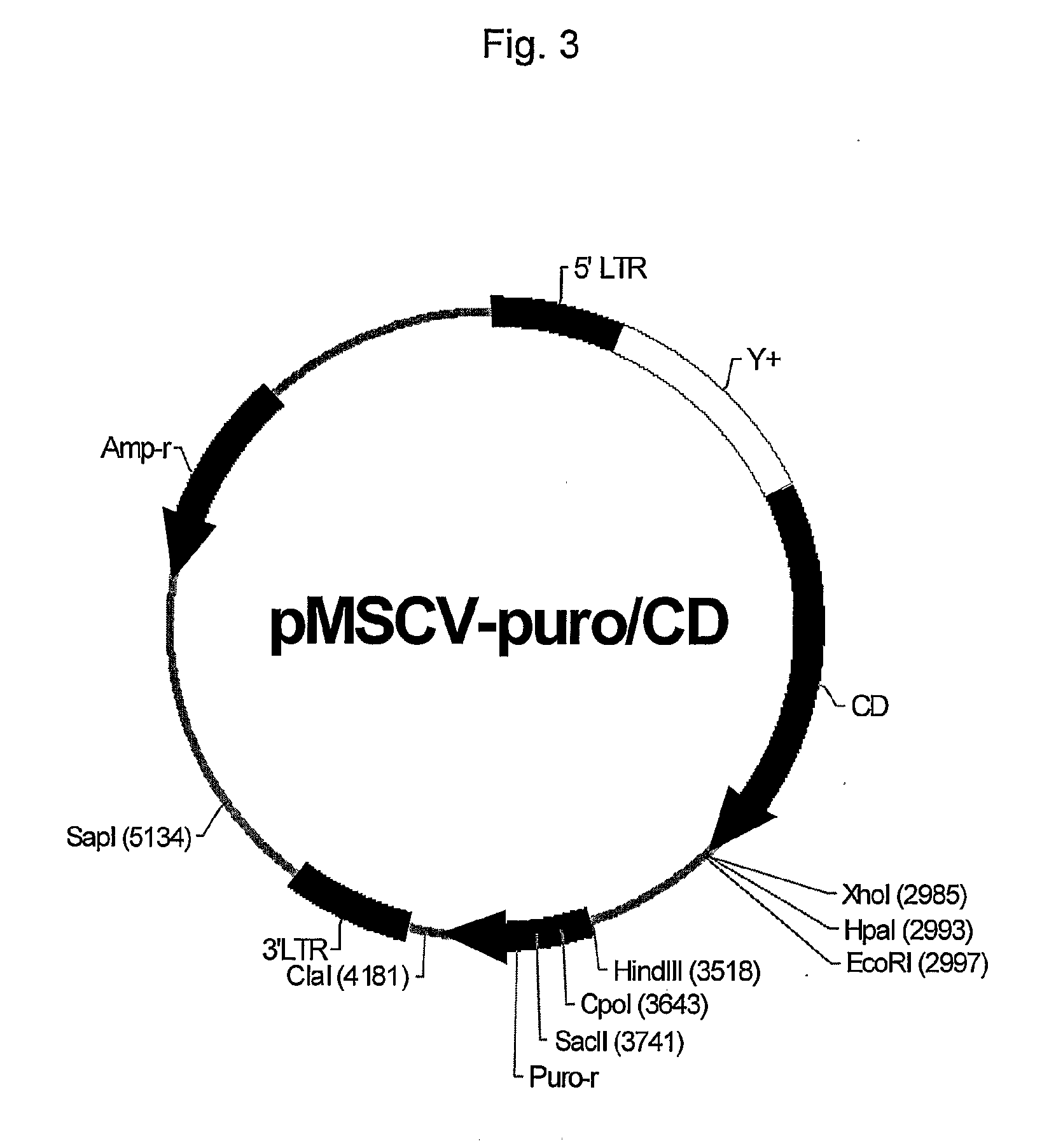 Use Of Mesenchymal Stem Cells Genetically Modified To Express A Suicide Gene For Treating A Cancer