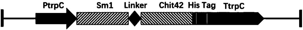 Construction and application of trans-Sm1-chit 42 trichoderma engineering bacteria