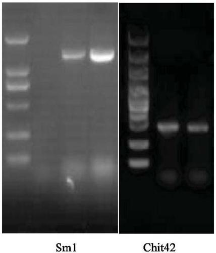 Construction and application of trans-Sm1-chit 42 trichoderma engineering bacteria