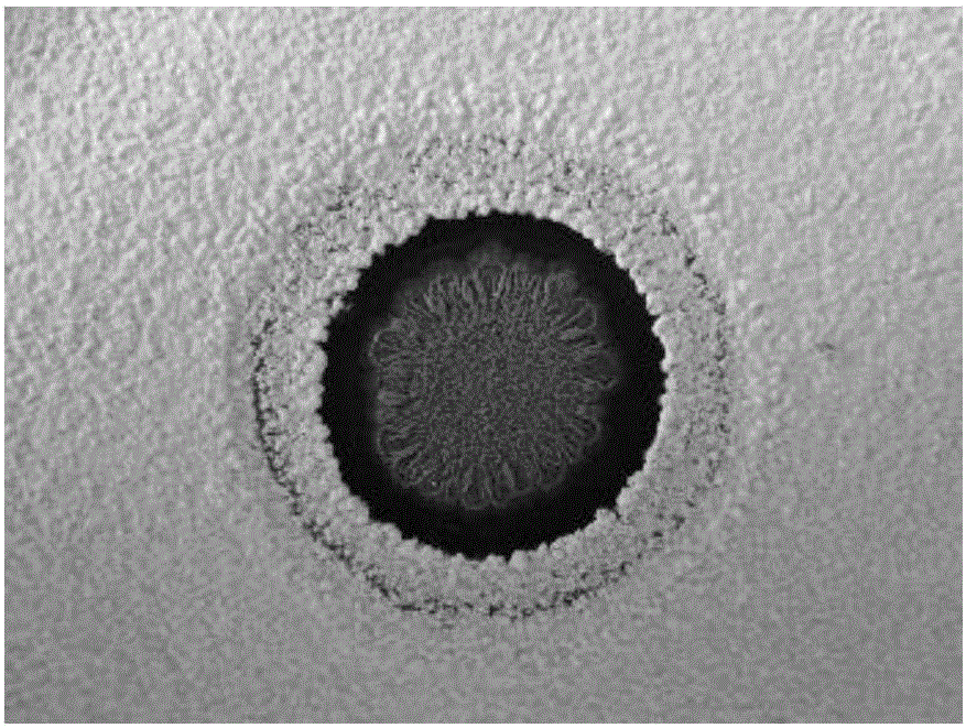 A Bacillus pumilus and its Application in Controlling Earthy Odor in Liquor