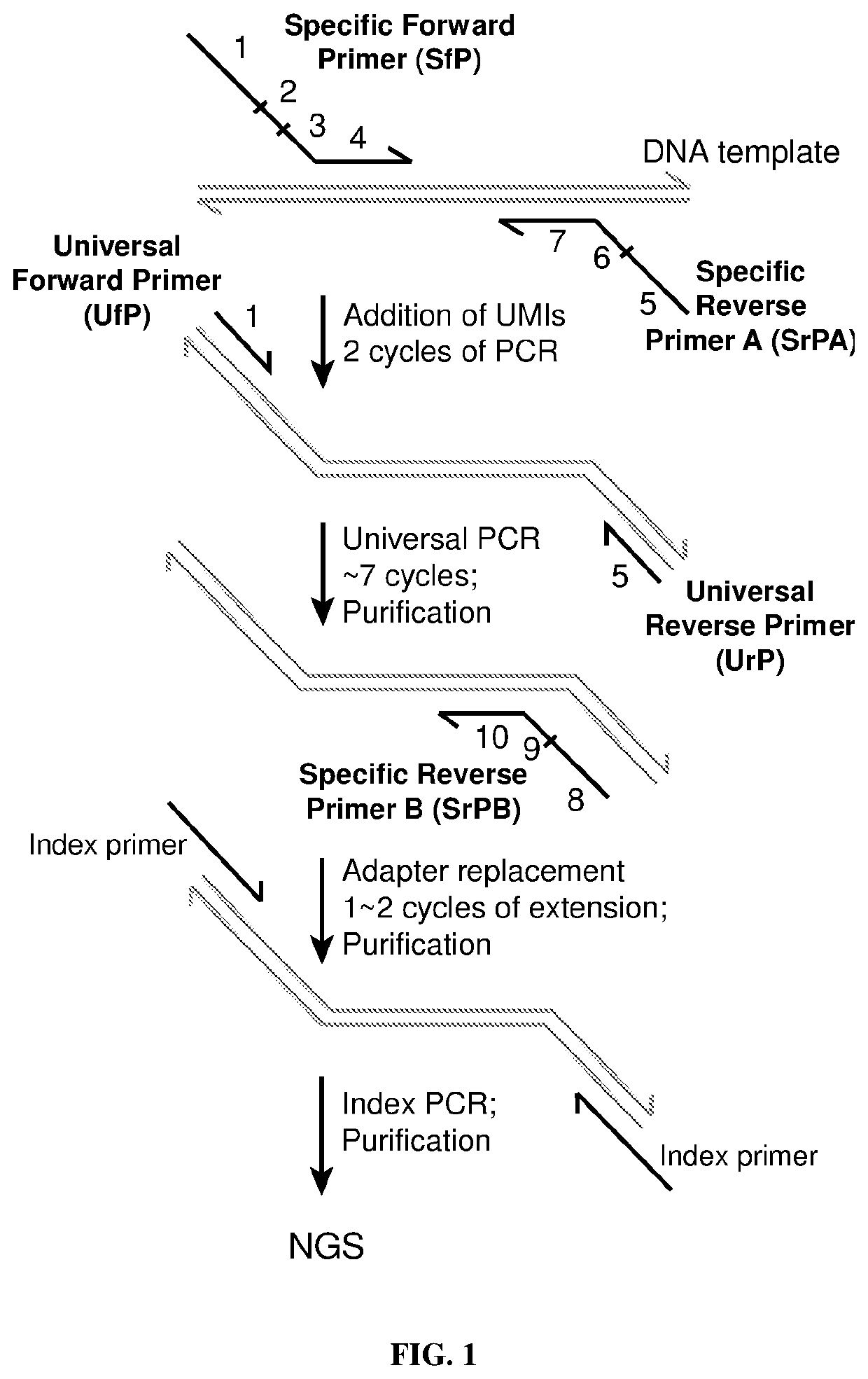 Quantitative amplicon sequencing for multiplexed copy number variation detection and allele ratio quantitation