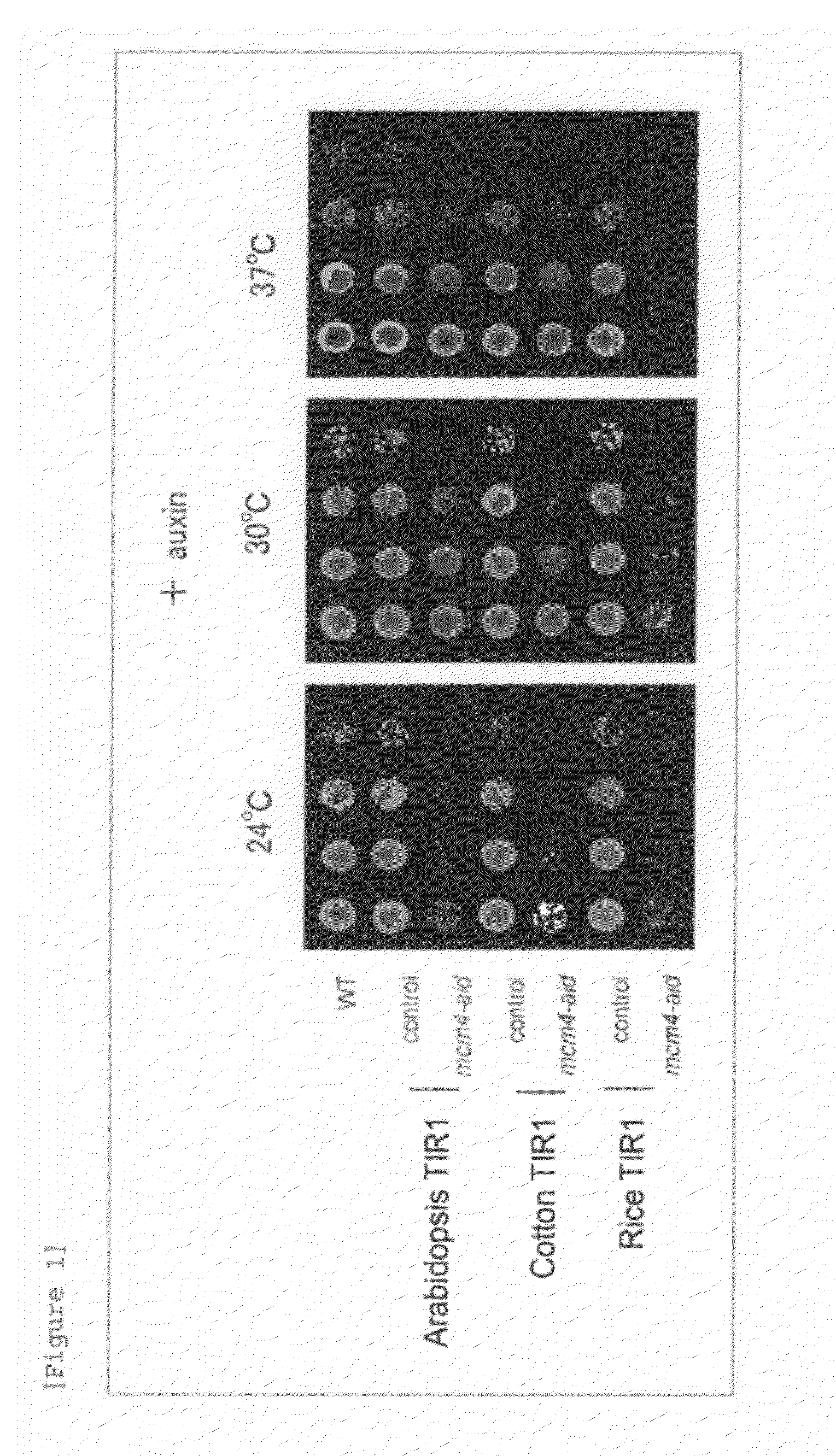 Method for inducing degradation of protein in mammalian cell