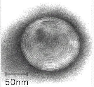 Preparation method for multilayer lipid vesicles packaging forskolin