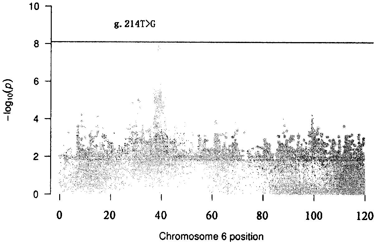 SNP locus related to hind leg length on chromosome 6 of meat Simmental cattle and application of SNP locus