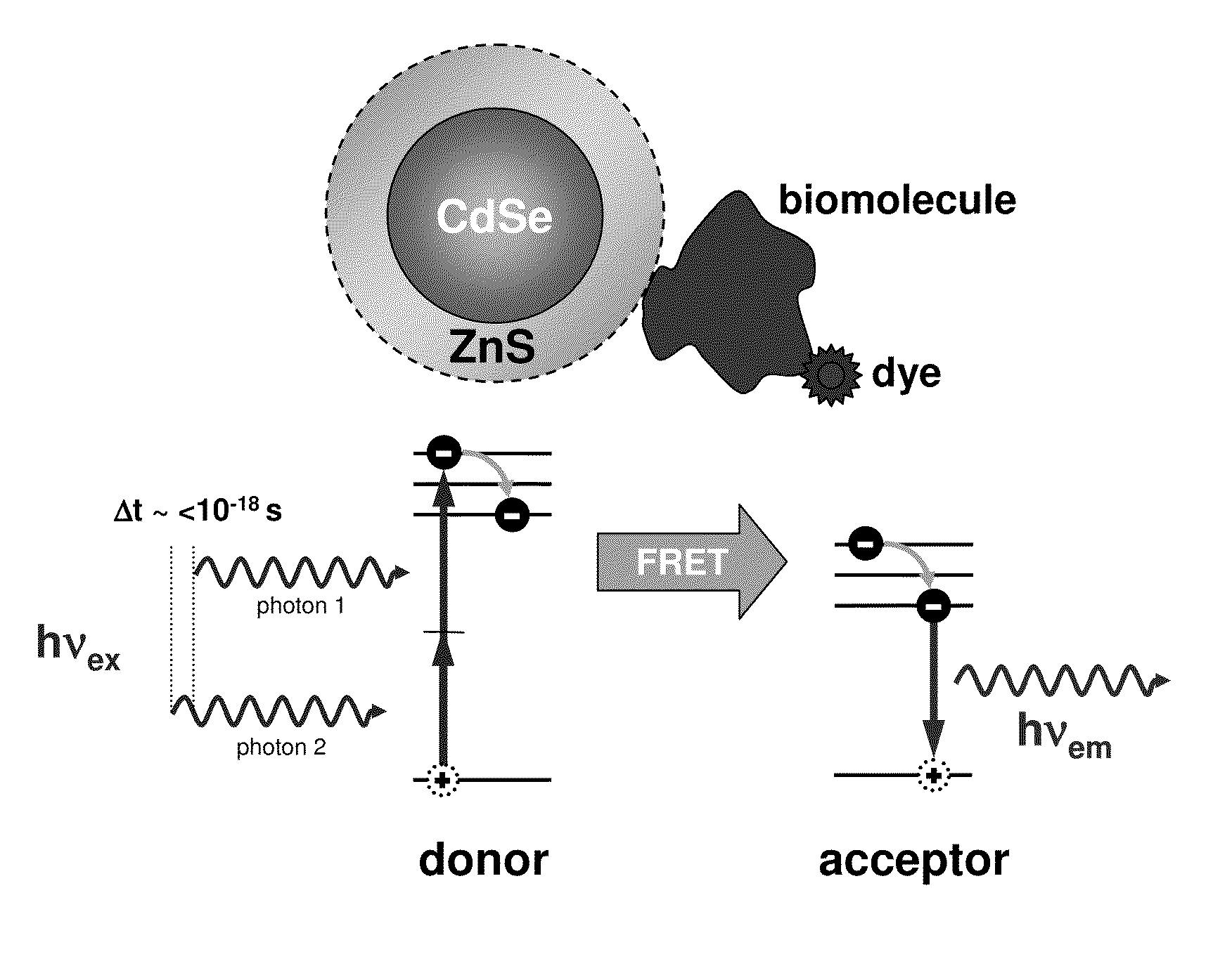 Methods of generating florescence resonance energy transfer (FRET) between semiconductor quantum dots and fluorescent dyes/proteins via multi-photon excitation, achieving zero background or direct excitation contributions to the fret signature