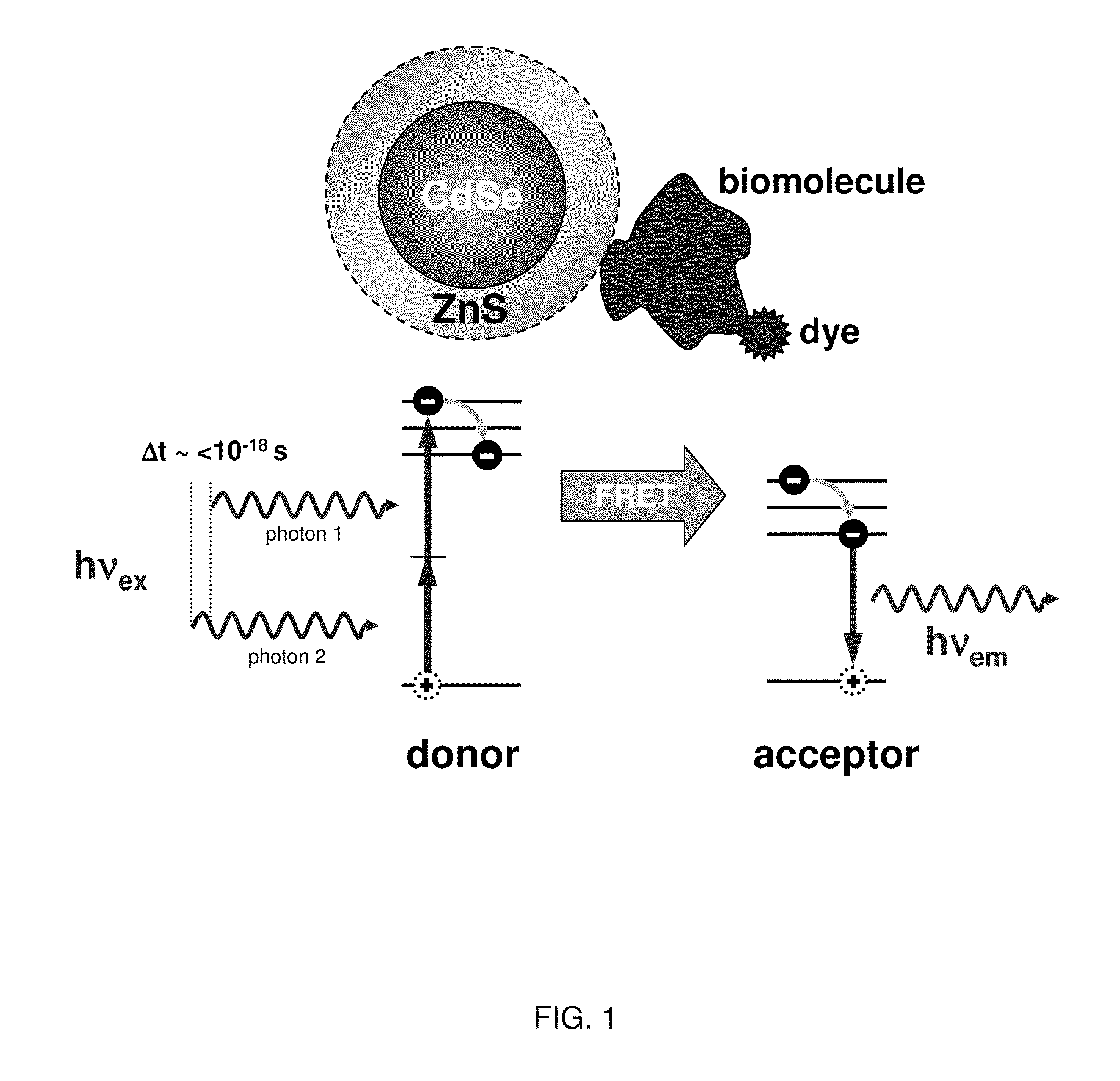 Methods of generating florescence resonance energy transfer (FRET) between semiconductor quantum dots and fluorescent dyes/proteins via multi-photon excitation, achieving zero background or direct excitation contributions to the fret signature