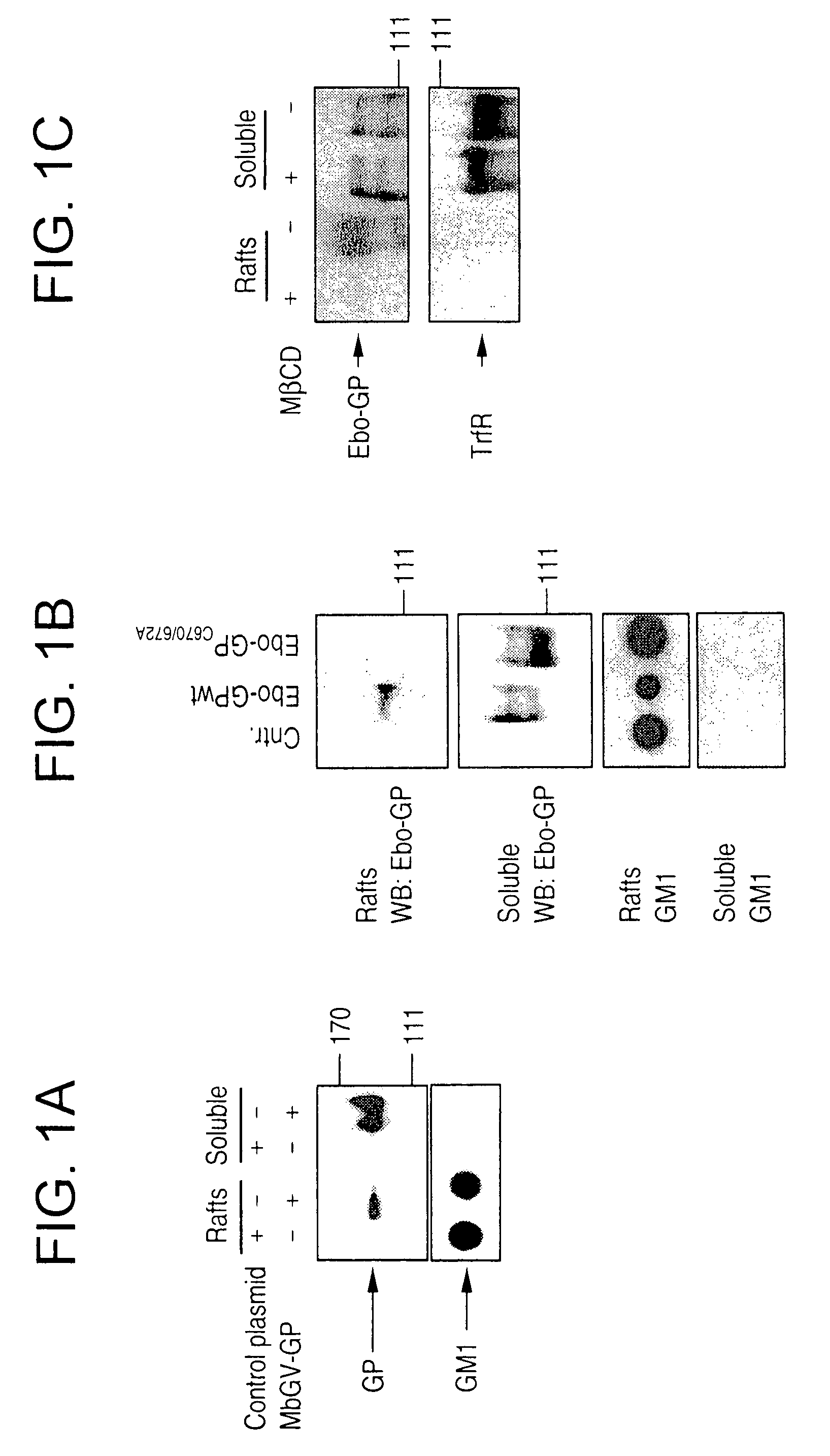 Generation of virus-like particles and use as panfilovirus vaccine