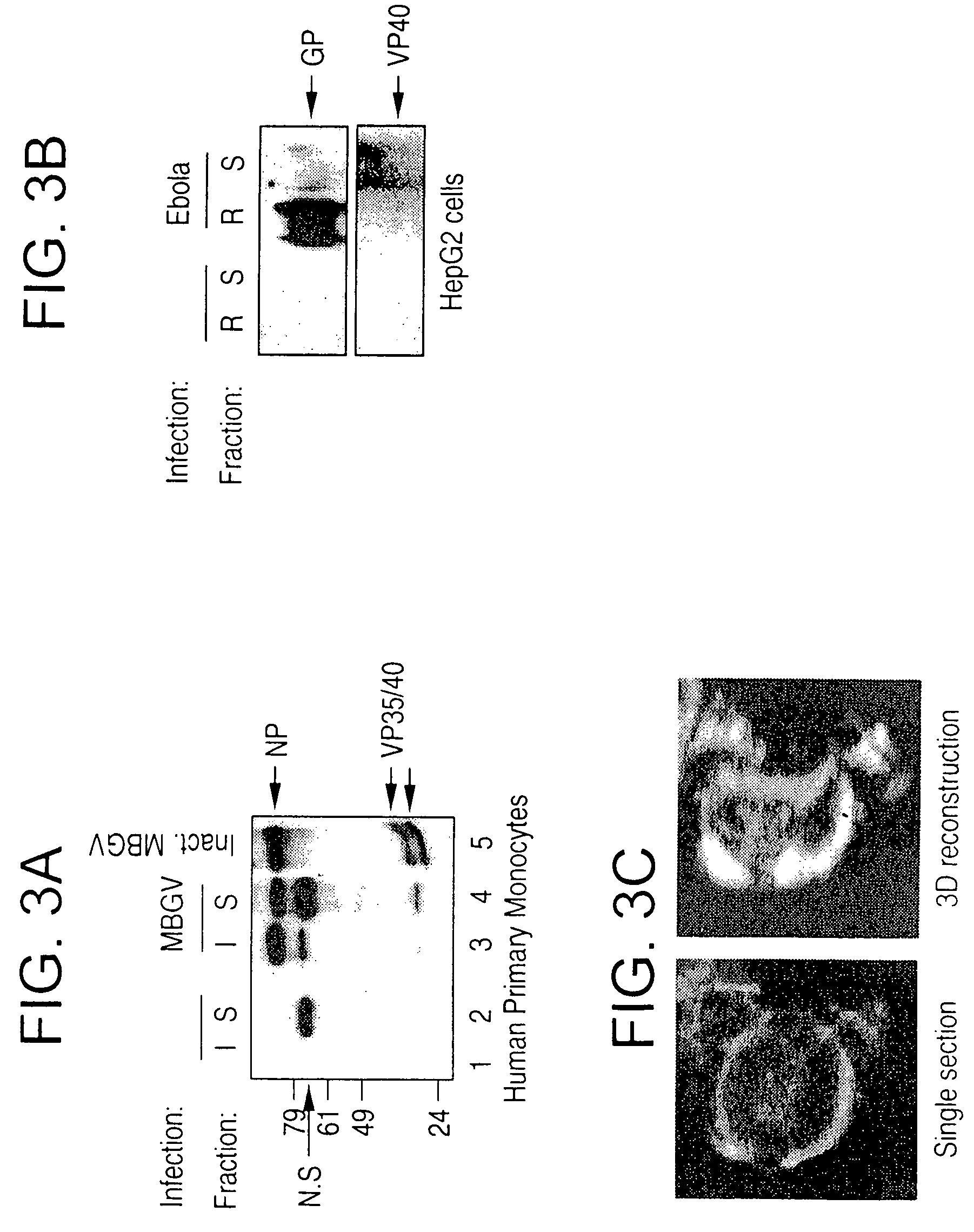 Generation of virus-like particles and use as panfilovirus vaccine