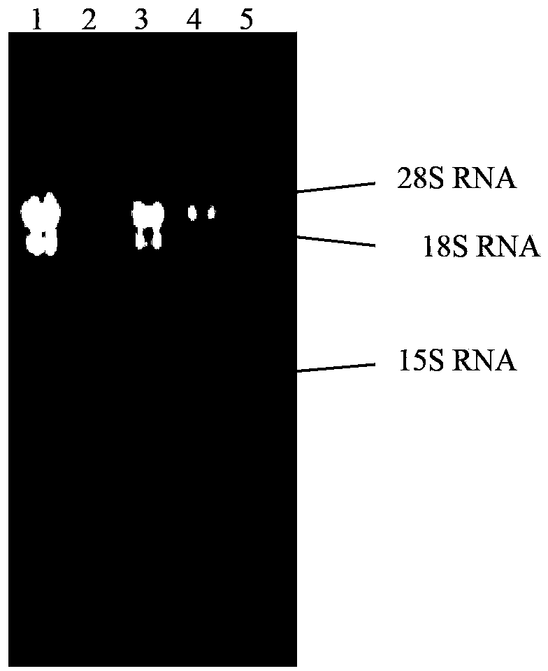 Cordyceps Chinese Hirsutella nucleoside diphosphokinase, coding gene and application thereof