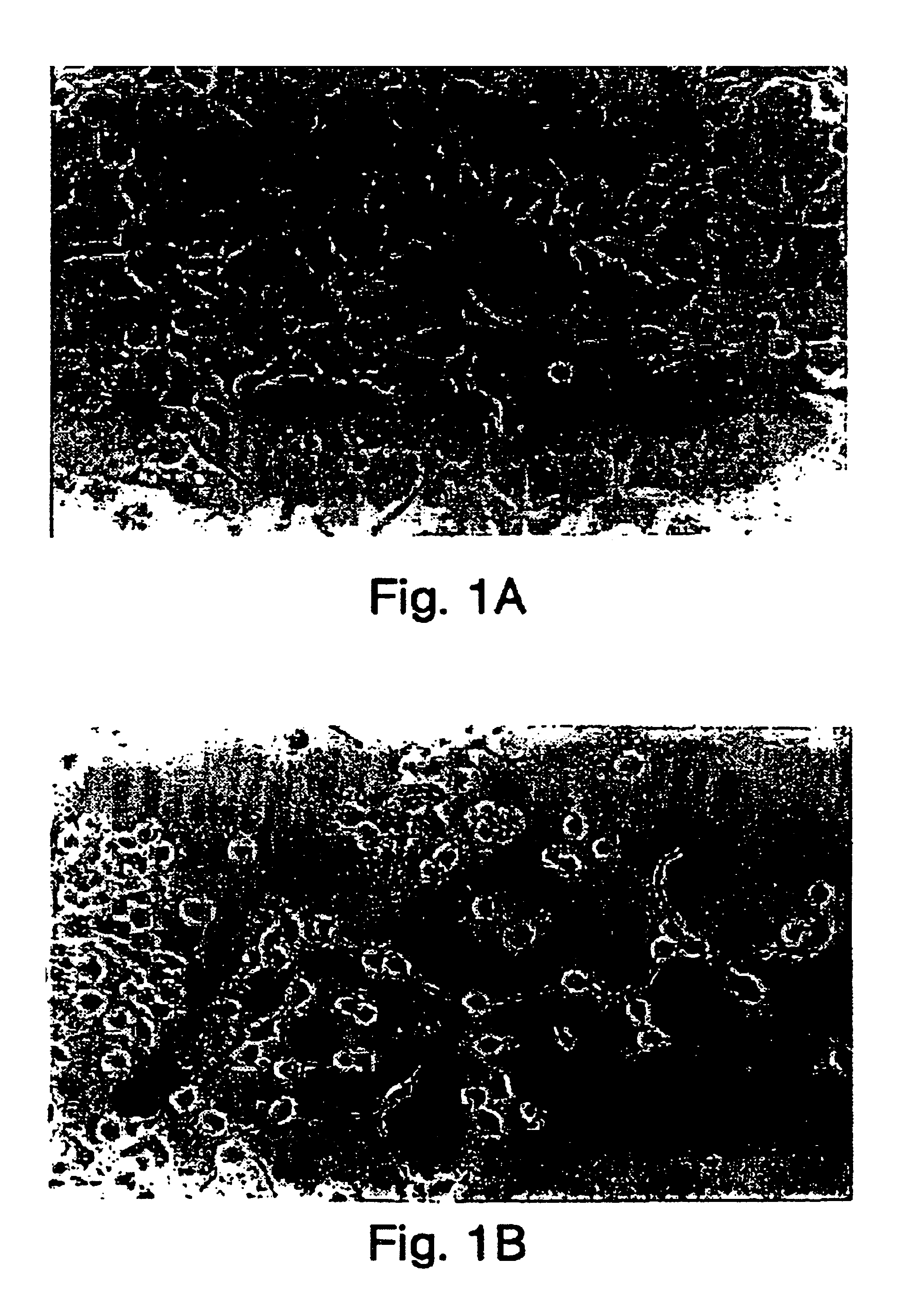 Morphogen-induced dendritic growth