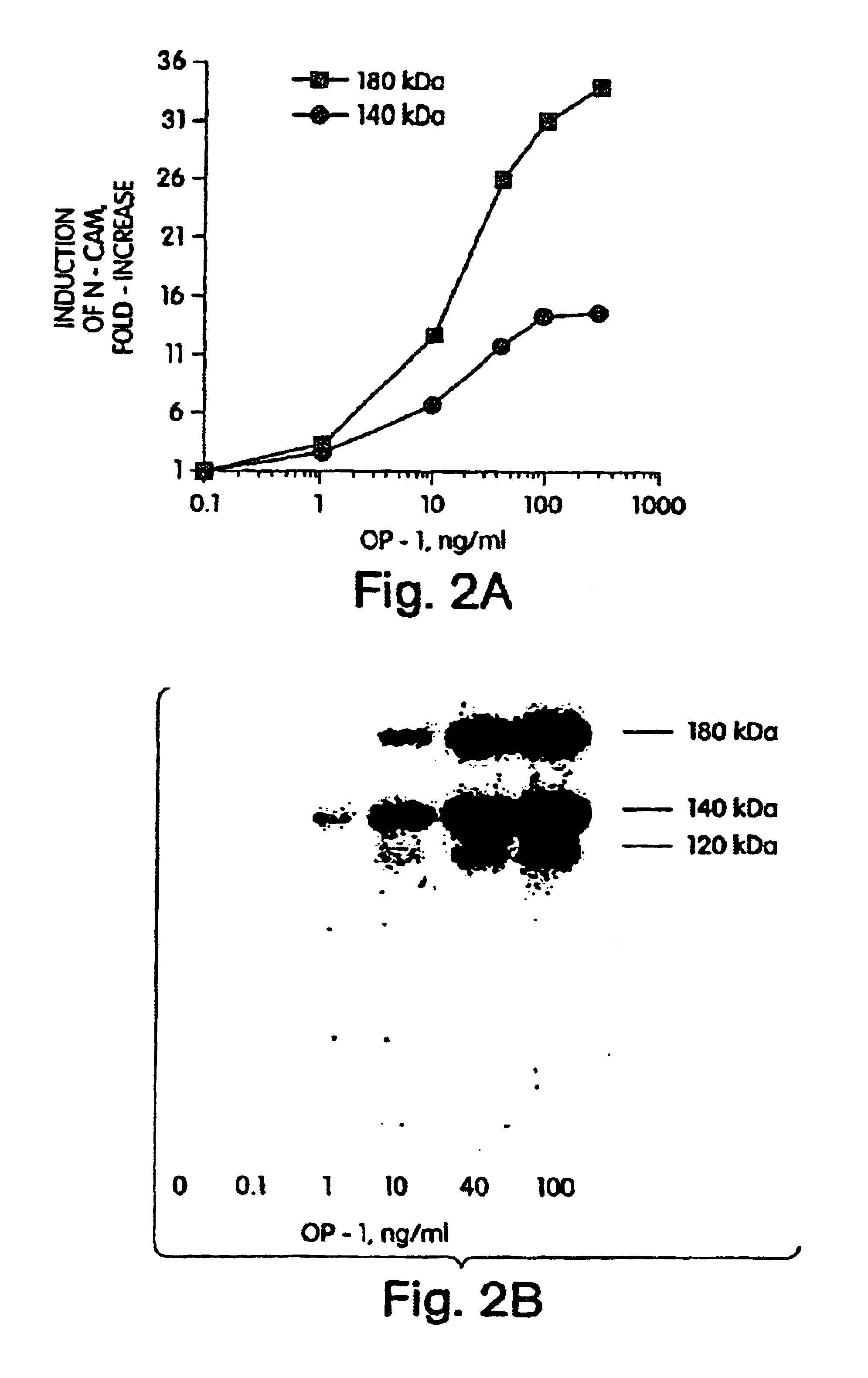 Morphogen-induced dendritic growth