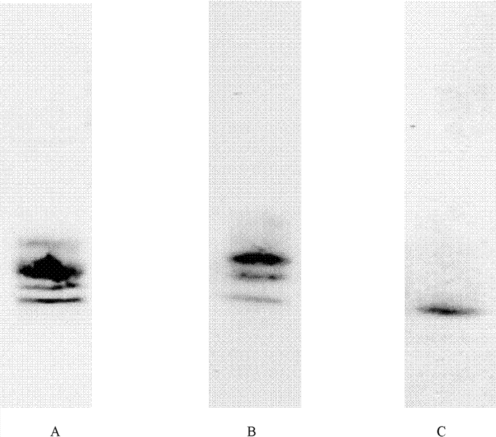 Secretory protein with migration activity and application thereof