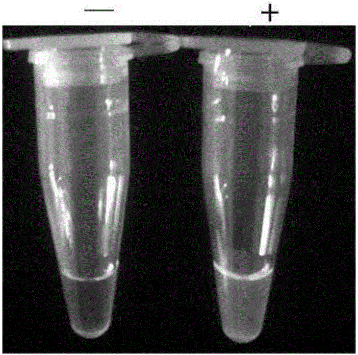 LAMP primer group, kit and method for rapid identification of tsutsugamushi disease rickettsia