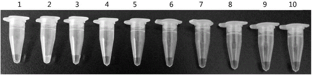 LAMP primer group, kit and method for rapid identification of tsutsugamushi disease rickettsia