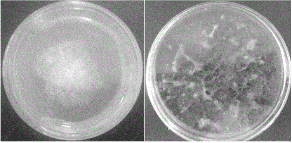 Endophytic fungus strain having high paclitaxel yield and method for producing paclitaxel by endophytic fungus strain