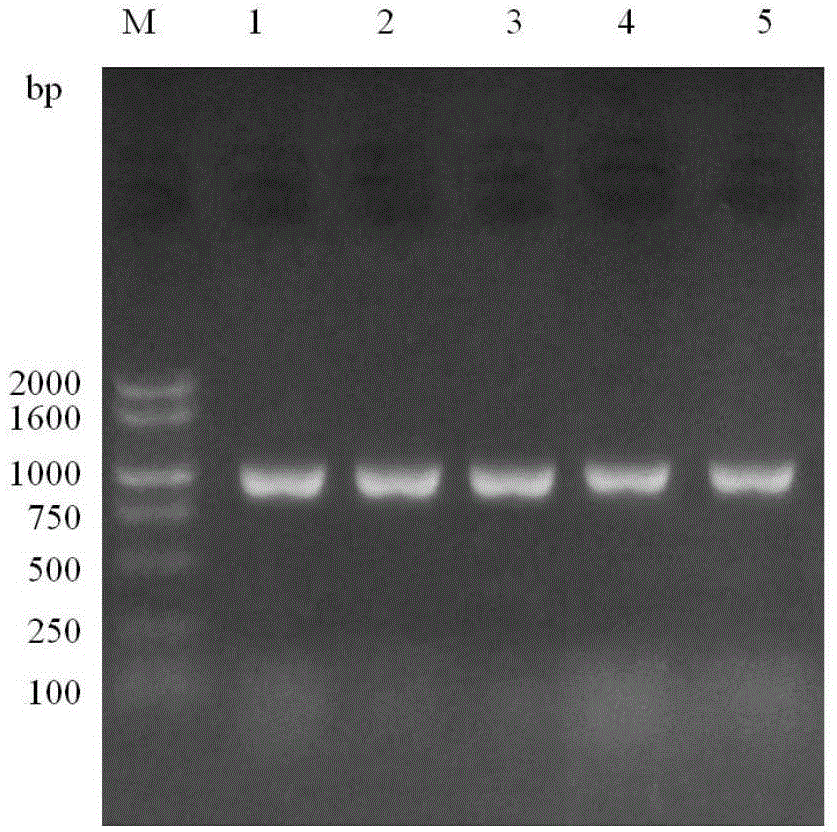 Endophytic fungus strain having high paclitaxel yield and method for producing paclitaxel by endophytic fungus strain