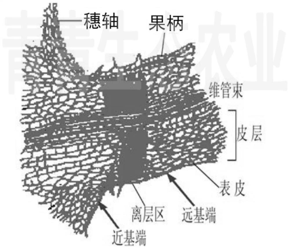 Method for promoting uniform growth of grape particles and reducing particle size phenomenon and stiff fruit