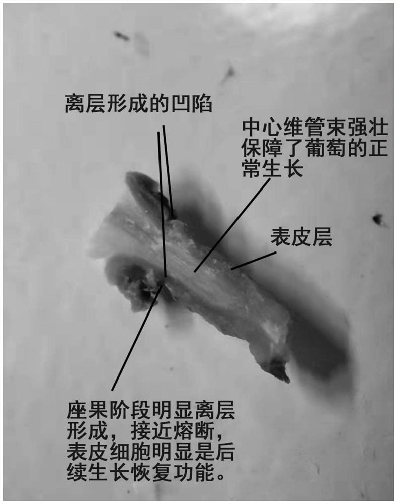 Method for promoting uniform growth of grape particles and reducing particle size phenomenon and stiff fruit