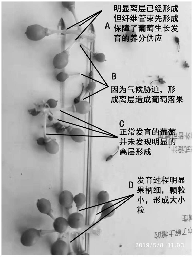 Method for promoting uniform growth of grape particles and reducing particle size phenomenon and stiff fruit