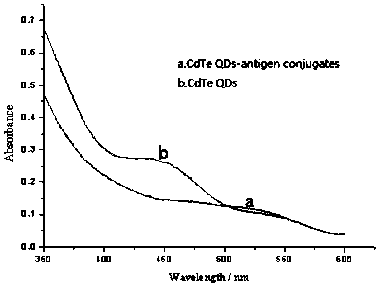 A method for determining zilpaterol using cdte quantum dots