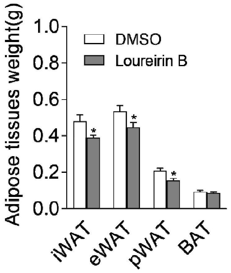 Application of loureirin B in preparation of medicine for preventing and/or treating obesity