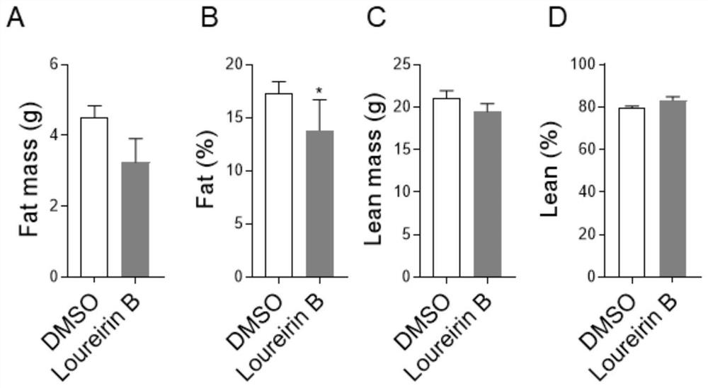 Application of loureirin B in preparation of medicine for preventing and/or treating obesity