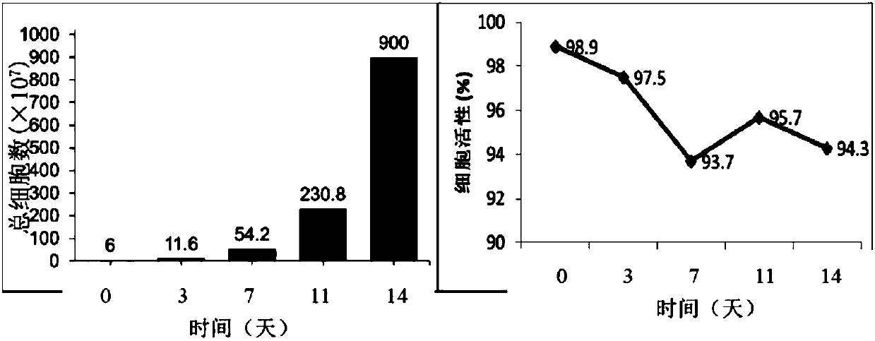 A method for inducing expansion, cryopreservation and recovery of immune cells in vitro