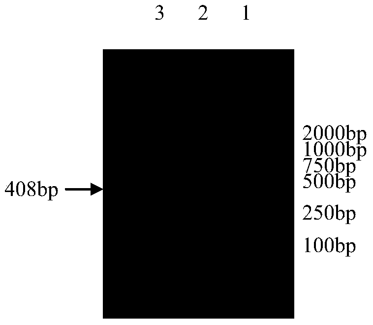 Preparation method and application of recombinant canine interleukin-2