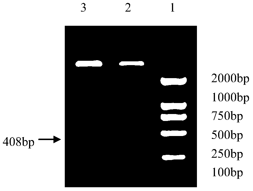 Preparation method and application of recombinant canine interleukin-2