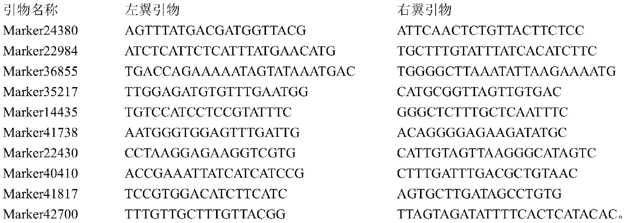 Method for developing ramie genome SNP marks on large scale and primer developed by method