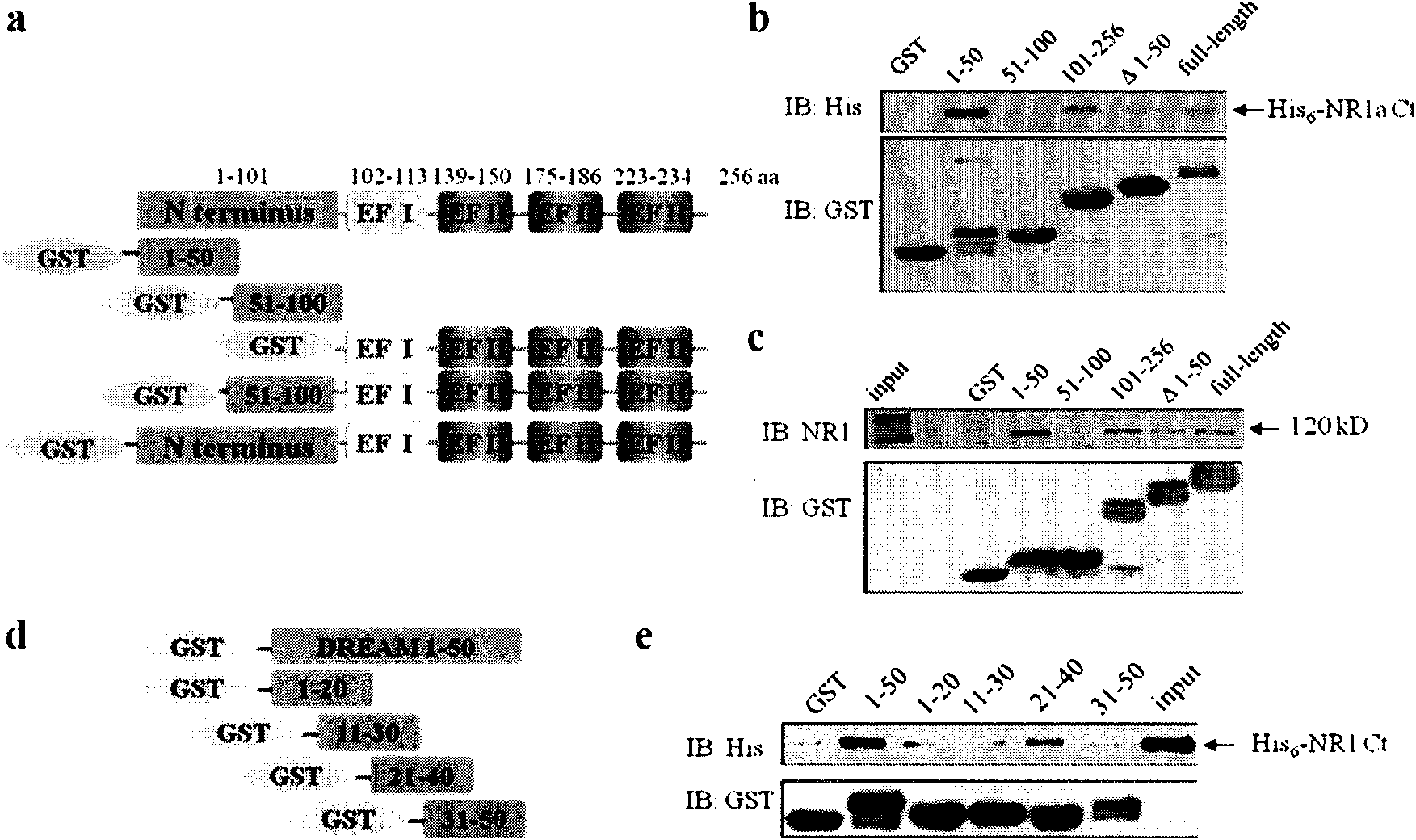 Polypeptide capable of inhibiting excitable and toxic damages and use thereof