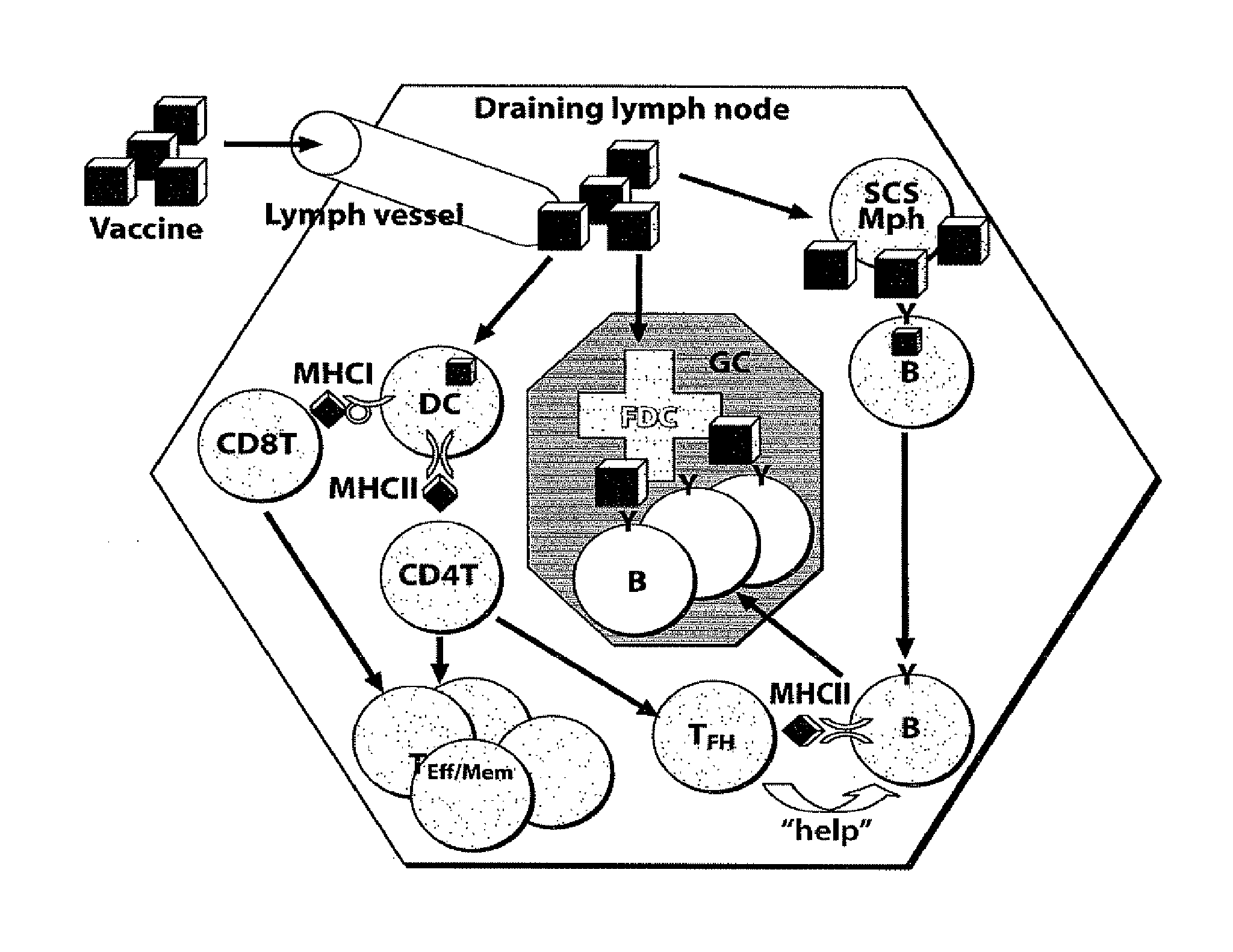 Adjuvant incorporation in immunonanotherapeutics