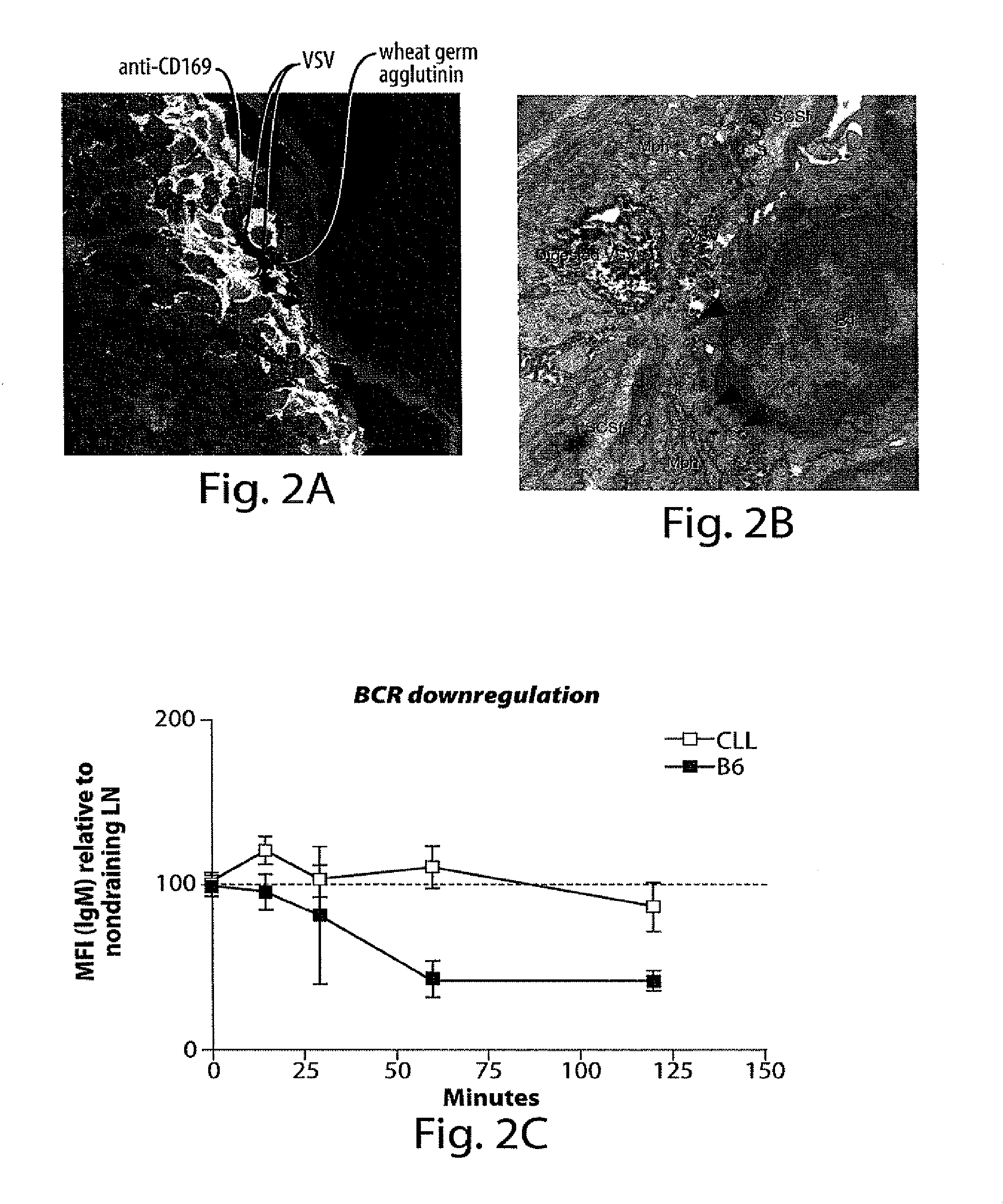 Adjuvant incorporation in immunonanotherapeutics