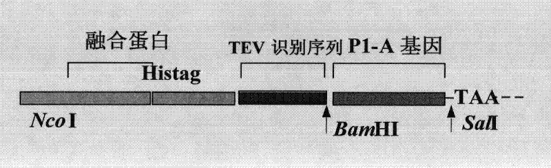 Preparation method for beta-lactamase inhibitory polypeptide and expression vector used therein