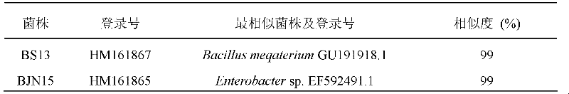 Bio-control combined bacterium agent CB28 admixture for preventing cucumber downy mildew