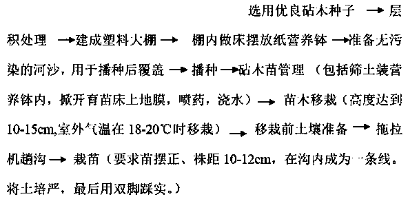 High-quality large cherry seedling cultivating method