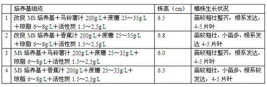 Hormone-free rapid tissue culture and propagation method of Emei roxburgh anoectochilus terminal bud seeds