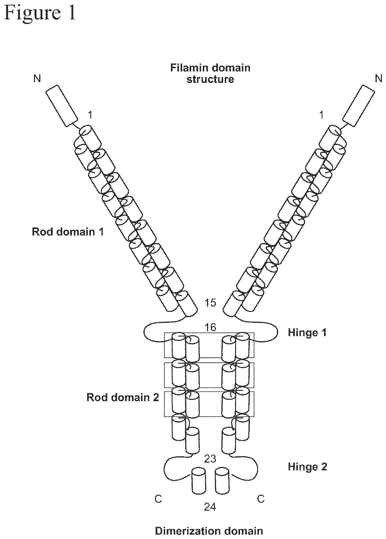 Filamin b binding proteins and uses thereof