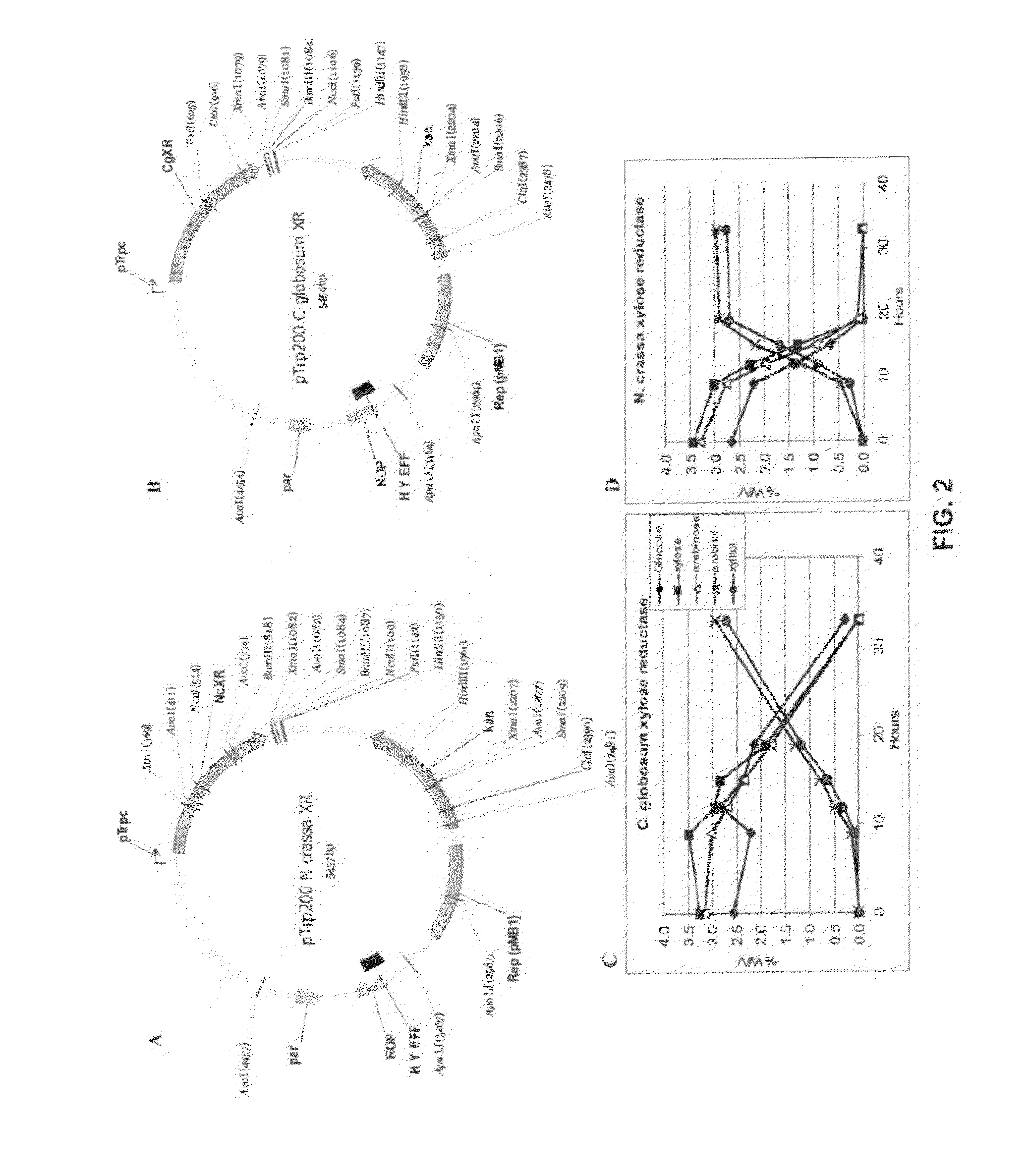 Production of xylitol from a mixture of hemicellulosic sugars