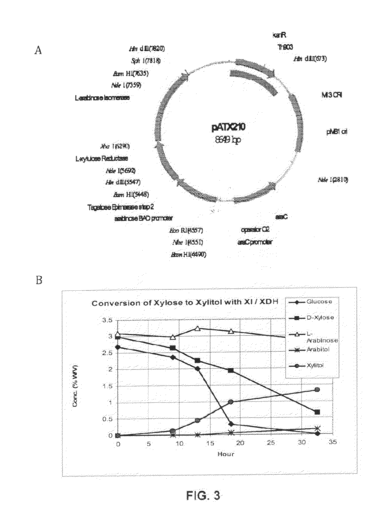 Production of xylitol from a mixture of hemicellulosic sugars