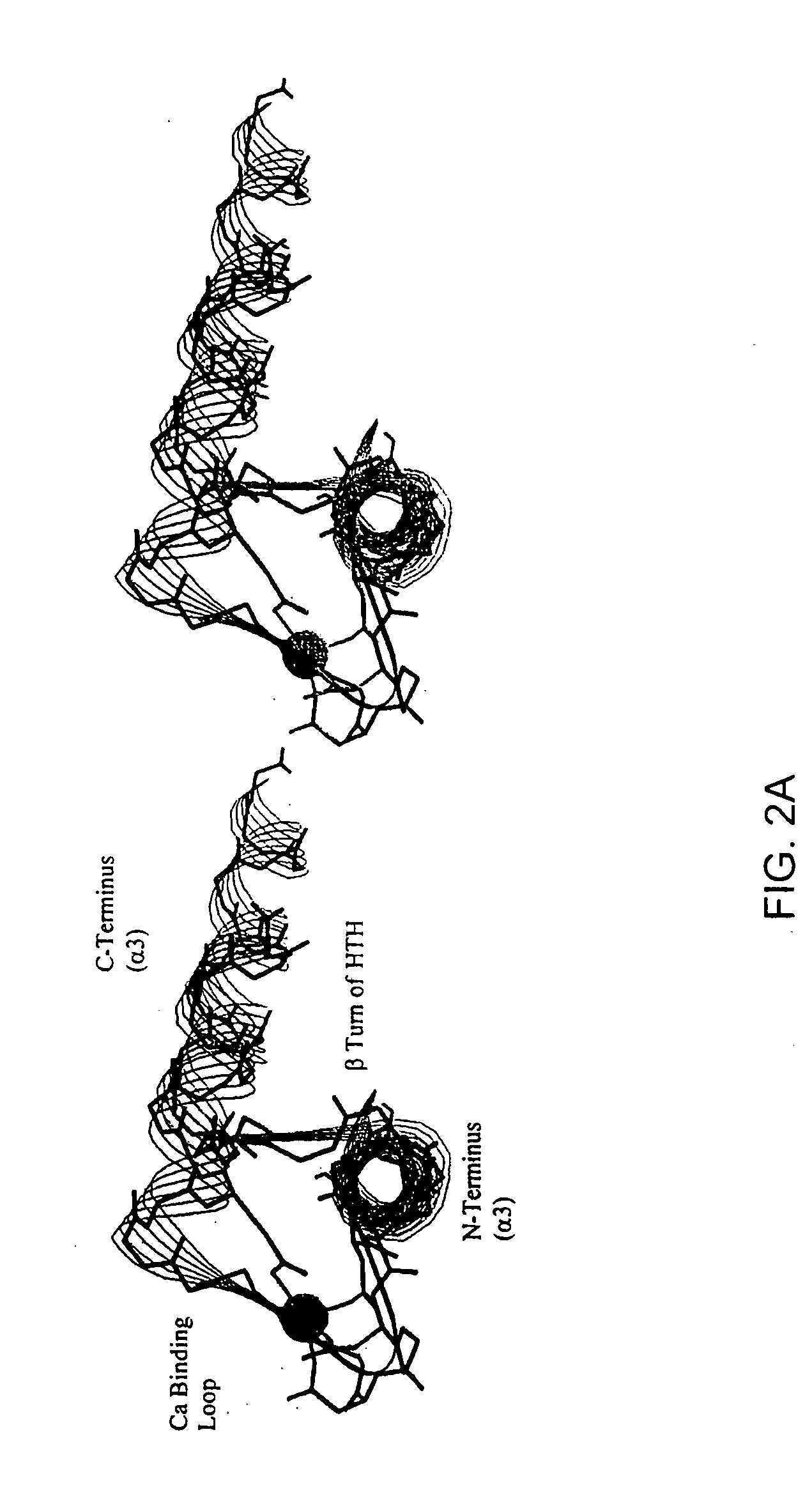 DNA-dependent MRI contrast agents