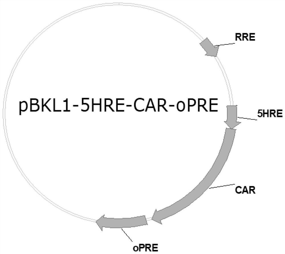 Application of hypoxia-adjustable promoter in CAR-T