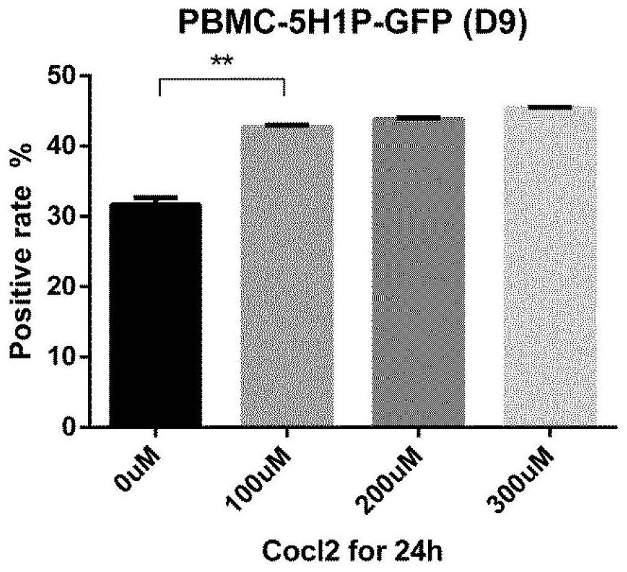 Application of hypoxia-adjustable promoter in CAR-T