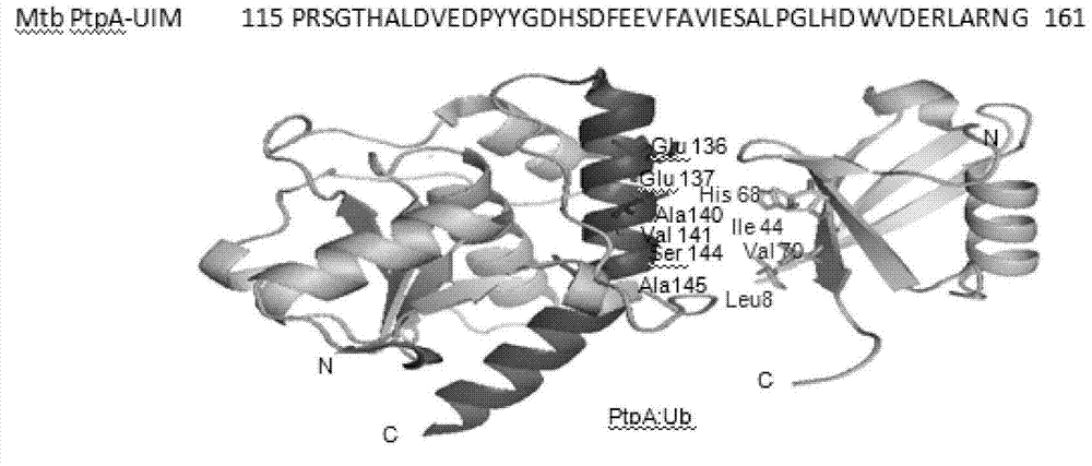 The ubiquitin-binding domain of a secreted protein from Mycobacterium tuberculosis